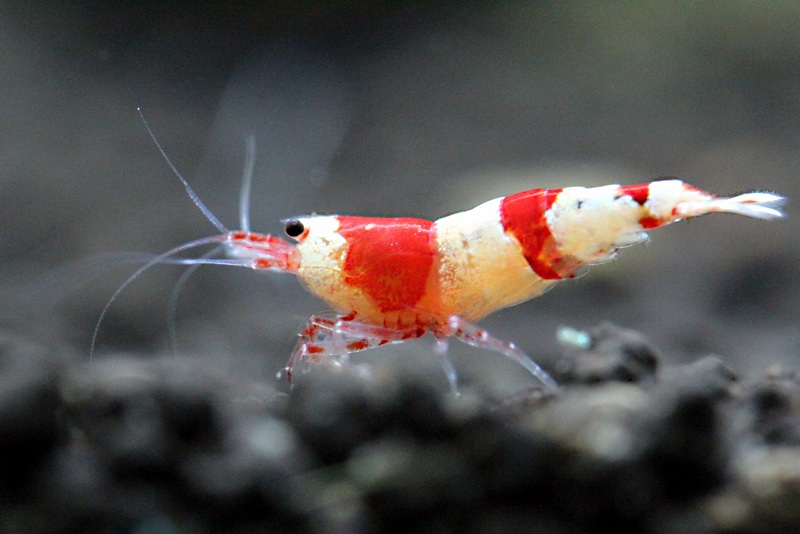 Caridina Cantonensis